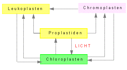 Übergangsdiagramm zwischen Leukoplasten, Chromoplasten, Proplastiden und Chloroplasten